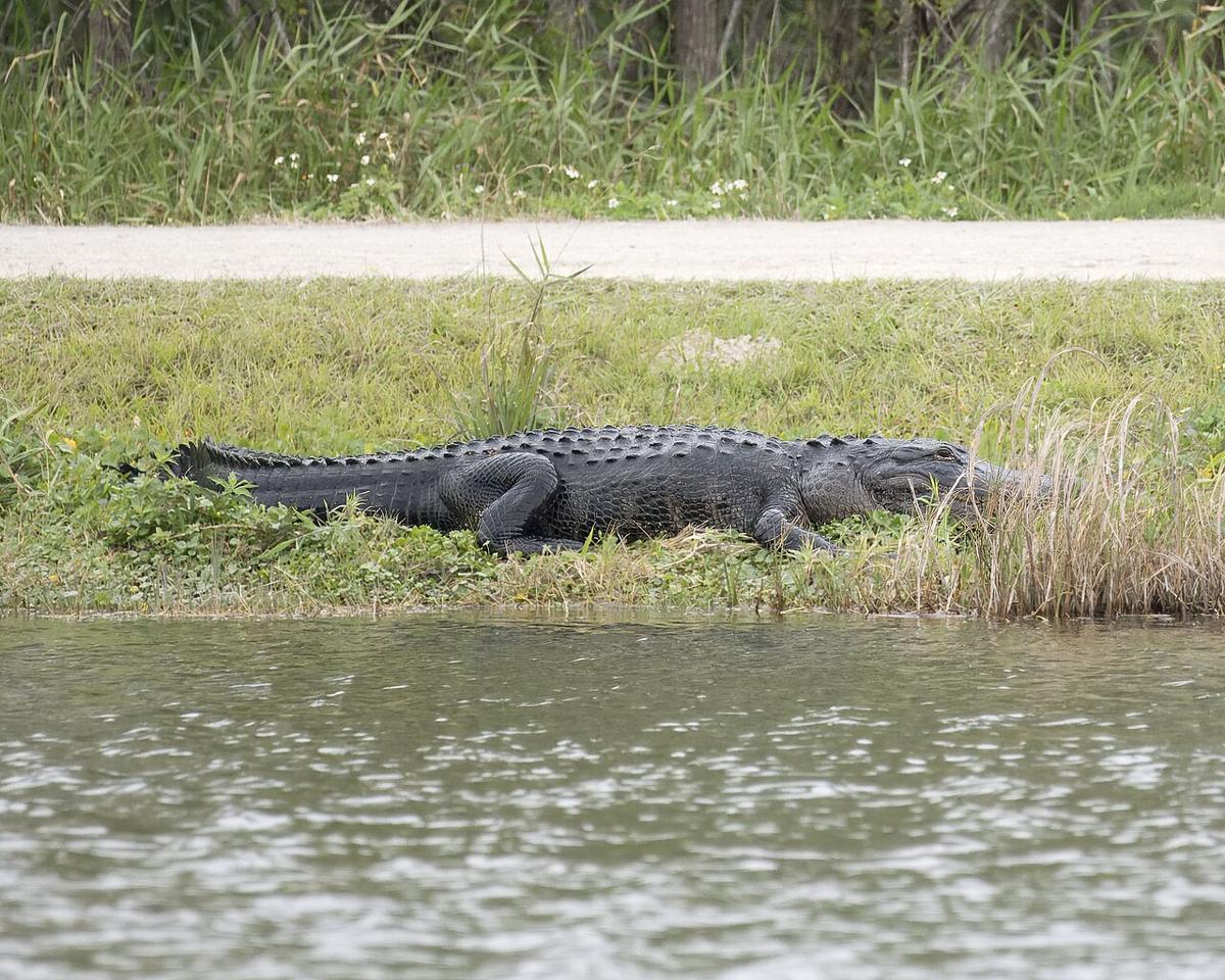 Un caimán mata a un pescador de 71 años en la orilla de un estanque de Winter Garden, cerca del lago Apopka