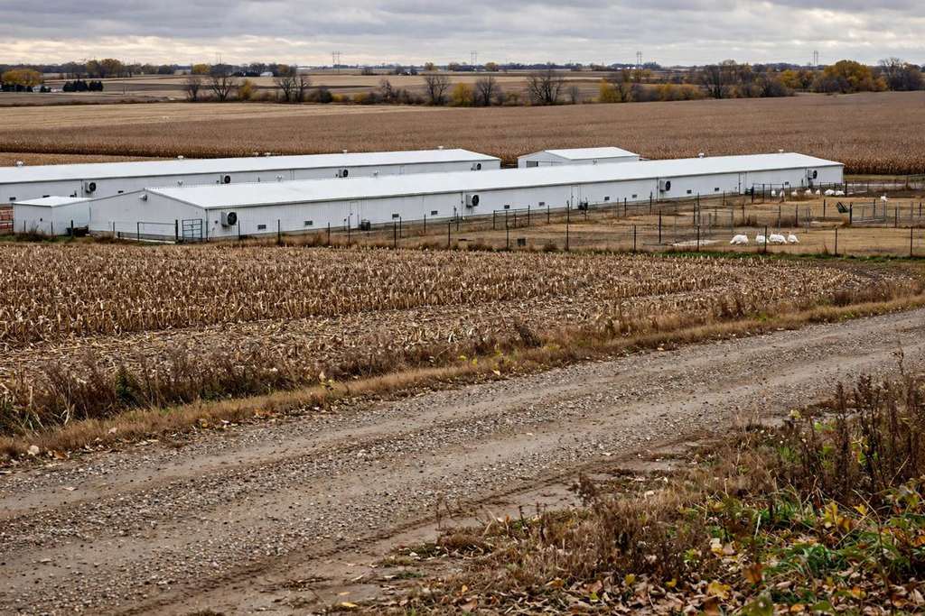 Des Moines, Iowa : Reynolds déclare l'état de catastrophe après la grippe aviaire dans un troupeau de dindes de 44 000 oiseaux dans le comté de Sac