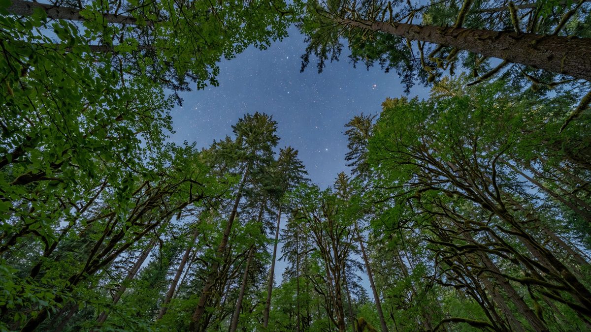 Earth Has More Trees Than the Milky Way Has Stars