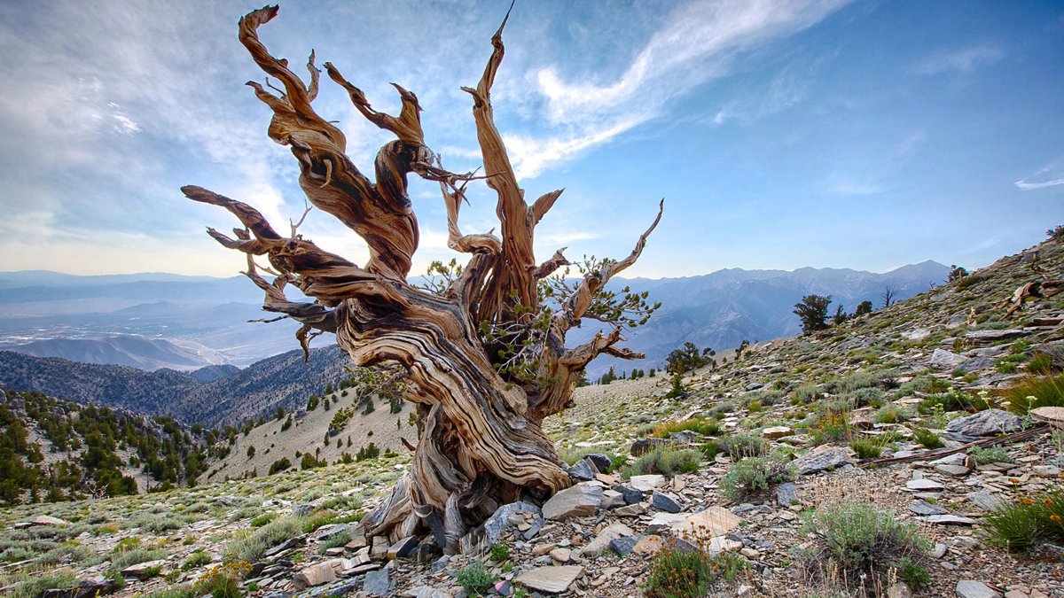 Este árbol de California ya era viejo cuando se construyeron las pirámides