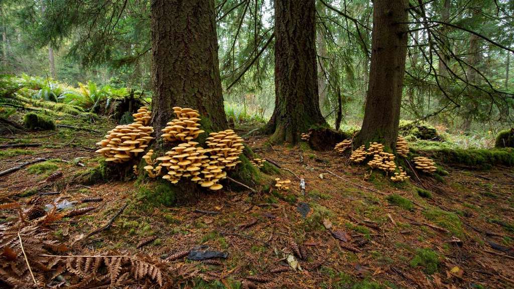 El ser vivo mas grande de la Tierra es un hongo escondido bajo un bosque de Oregon
